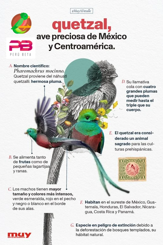 Ave Preciosa de México Quetzal